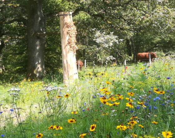 Das Bibertal im Sommer mit alter Bienweide und Abenteuerspielplatz Das Bibertal im Sommer mit alter Bienweide und Abenteuerspielplatz