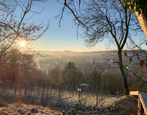 Neuenrade - vineyard in winter