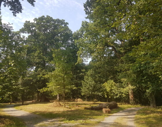 22-5- Hiking in the forest 22-5- Hiking in the forest