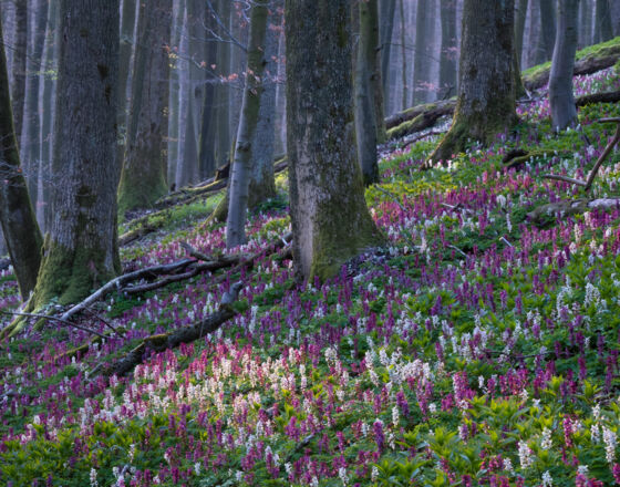 Freeden Lerchensporn ©Vincent Croce, Tourismusgesellschaft Osnabrücker Land Freeden Lerchensporn ©Vincent Croce, Tourismusgesellschaft Osnabrücker Land