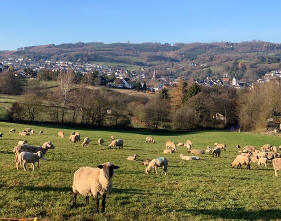 Neuenrade - Blick vom Waldstadion mit Schaf © Jan Riecke Neuenrade - Blick vom Waldstadion mit Schaf © Jan Riecke