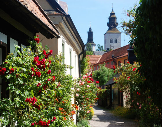 Alley and roses, Visby ©Region Gotland